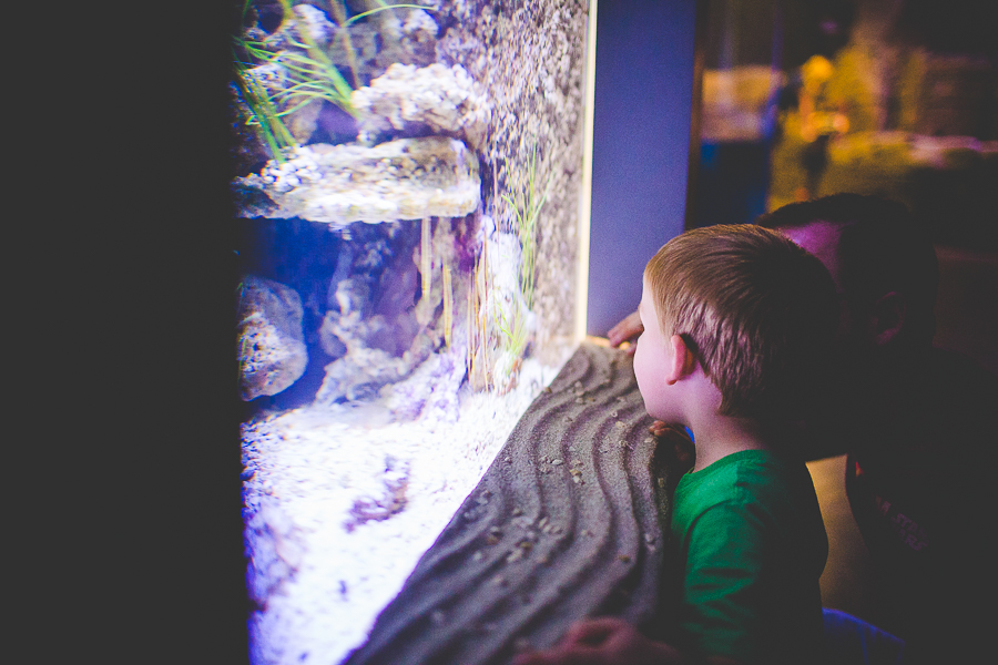 Loveland Aquarium in Draper Utah - Photographer In Fayetteville LovelanD Aquarium In Draper LissachanDler.com 8